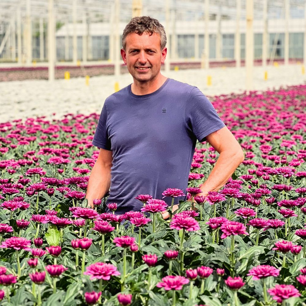 Chrysanthemum Zero-Waste Floriculture and Its Benefits in a Sustainable Flower Industry