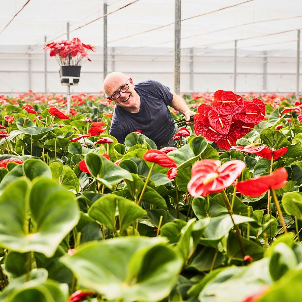Anthurium Zero-Waste Floriculture and Its Benefits in a Sustainable Flower Industry
