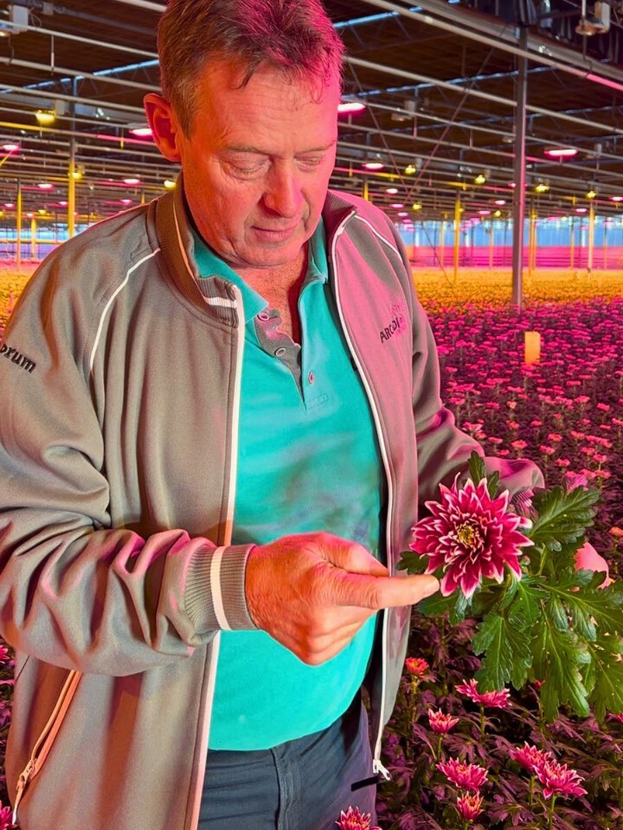 Chrysanthemum Zero-Waste Floriculture and Its Benefits in a Sustainable Flower Industry