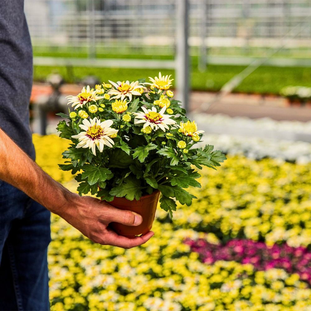 Pot plants Zero-Waste Floriculture and Its Benefits in a Sustainable Flower Industry