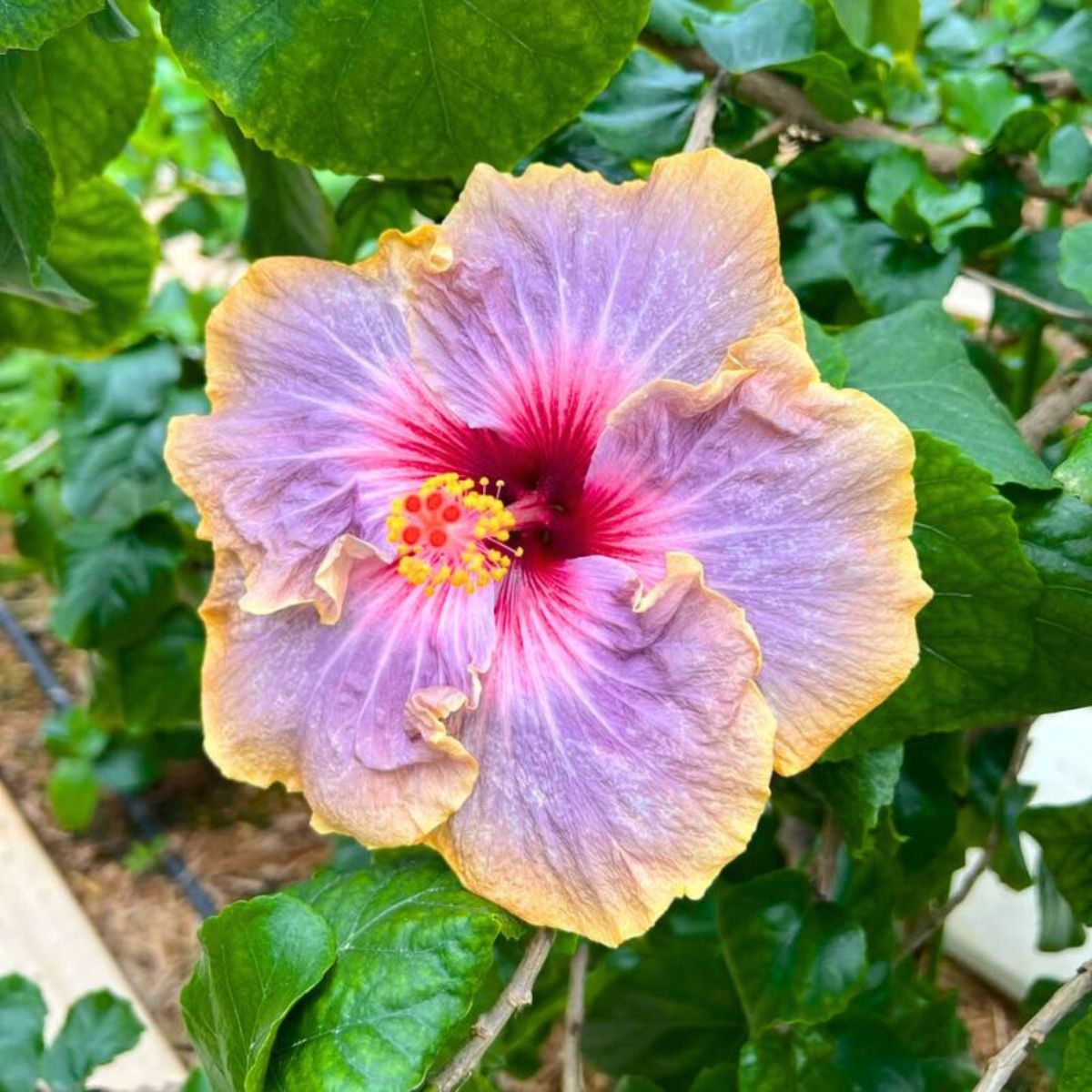 A multicolored Hibiscus flowers in a garden A multicolored Hibiscus flowers in a garden