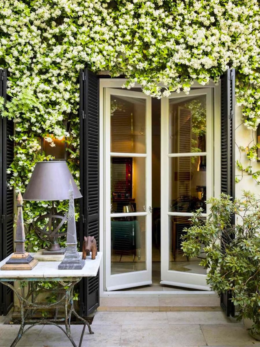 An outdoor setting full of jasmine flowers An outdoor setting full of jasmine flowers