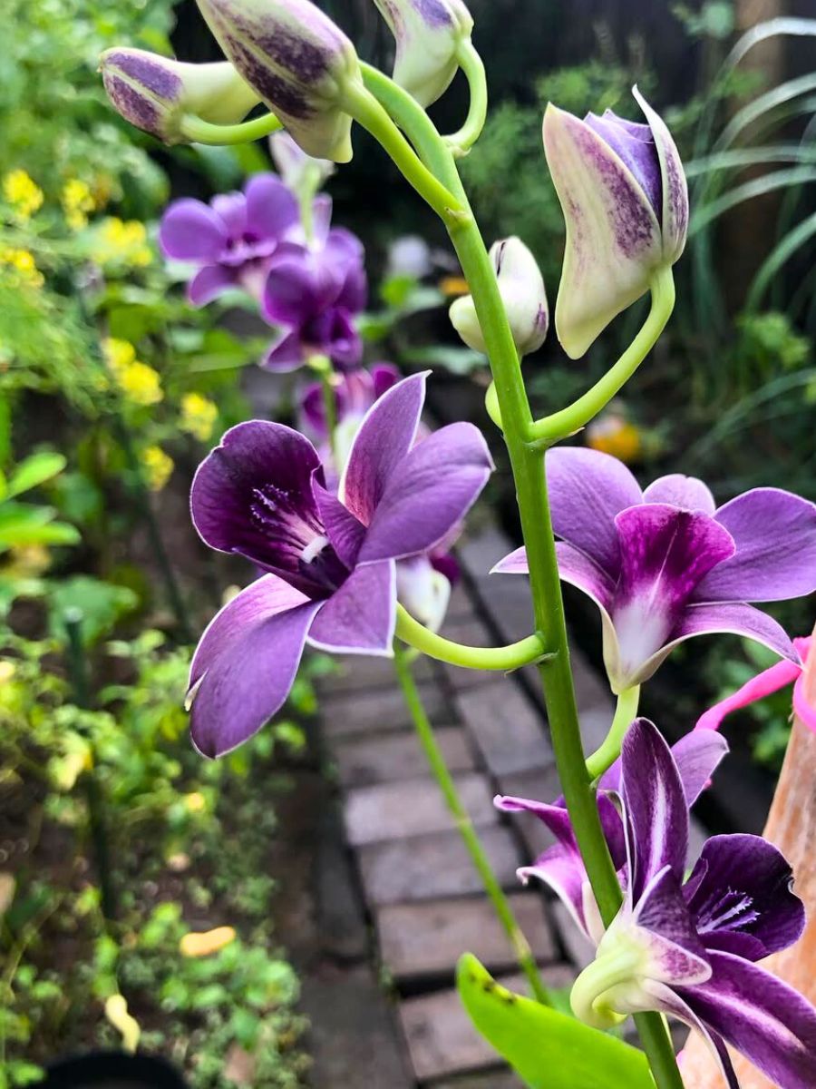 Purple dendrobium orchids in a garden Purple dendrobium orchids in a garden