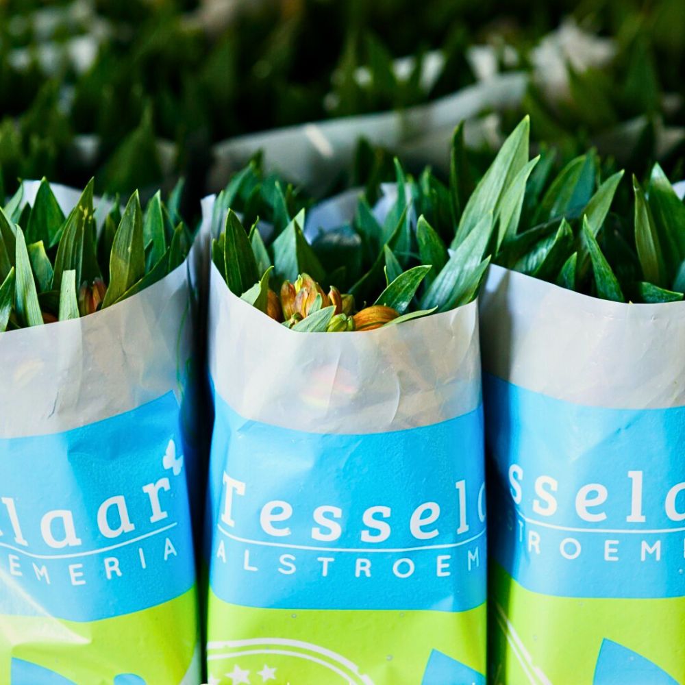 Floral sleeves Paper vs Plastic - Navigating the Sustainability Debate in Flower Packaging