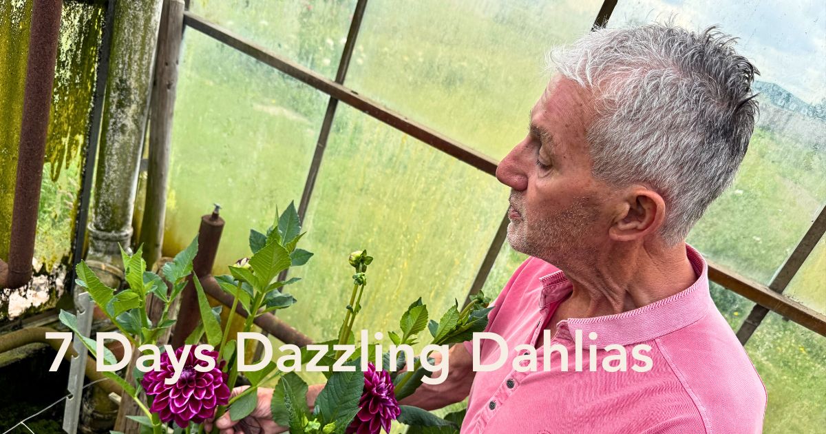 Dazzling Dahlias by George van Haaster