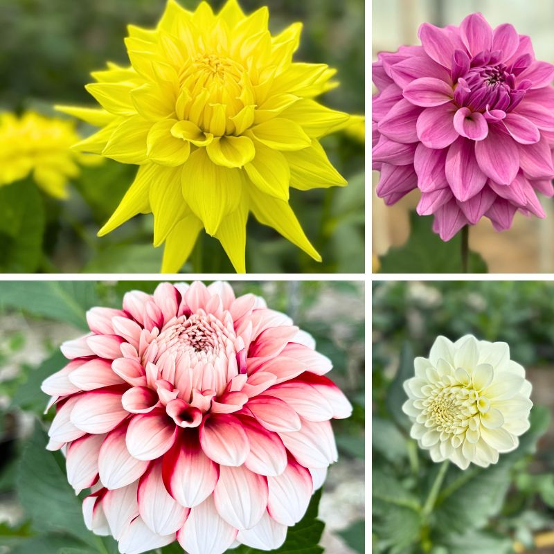 Dazzling Dahlias by George van Haaster