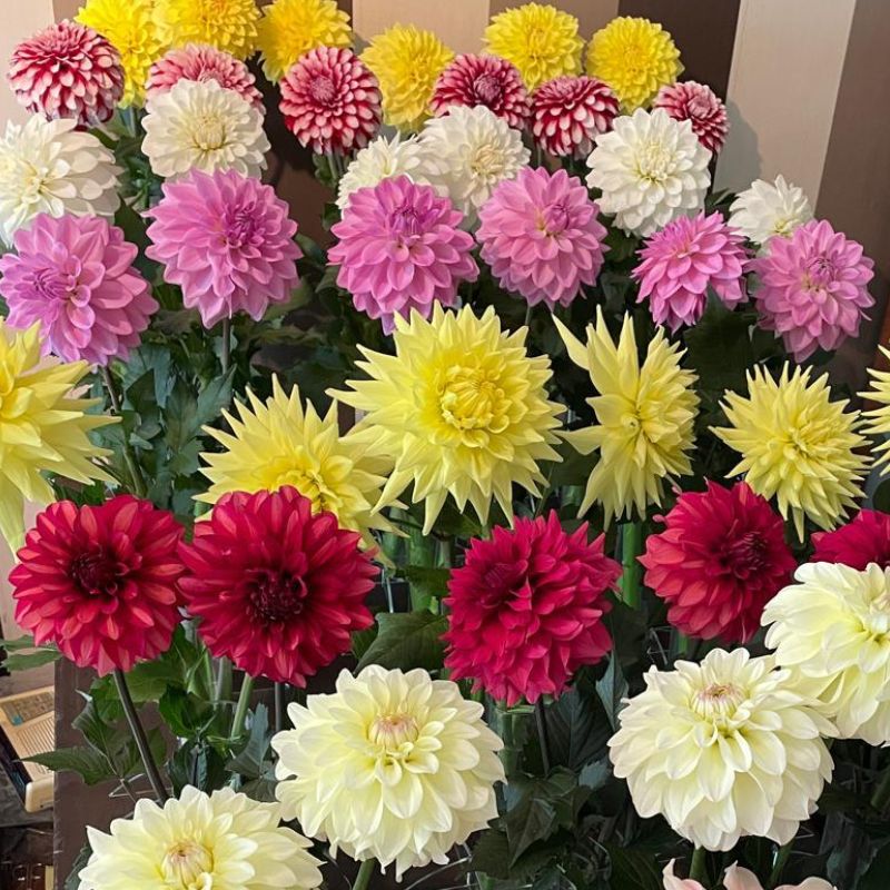 Dazzling dahlias testing by Eddy van der Weijden Dazzling dahlias testing by Eddy van der Weijden
