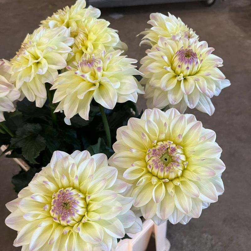 Dazzling dahlias