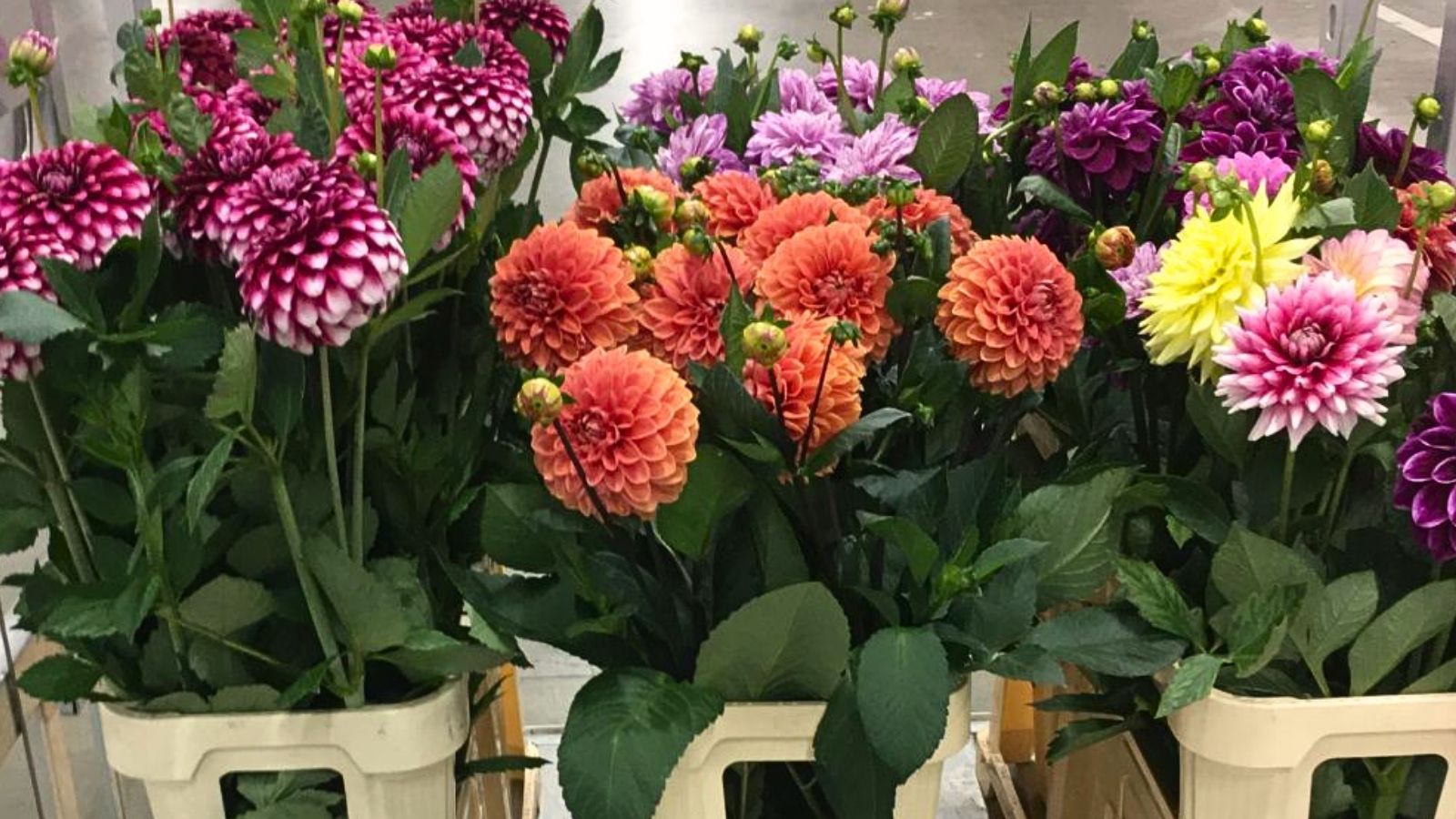 Dazzling dahlia at wholesaler Dobbe Flowers Dazzling dahlia at wholesaler Dobbe Flowers
