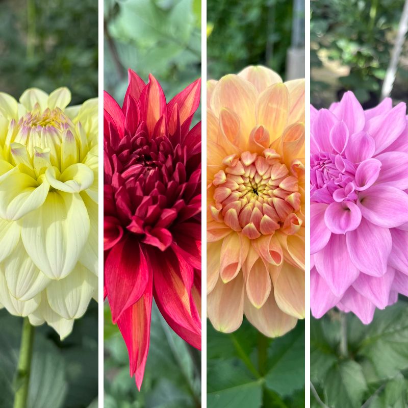 Dahlia Dazz mix