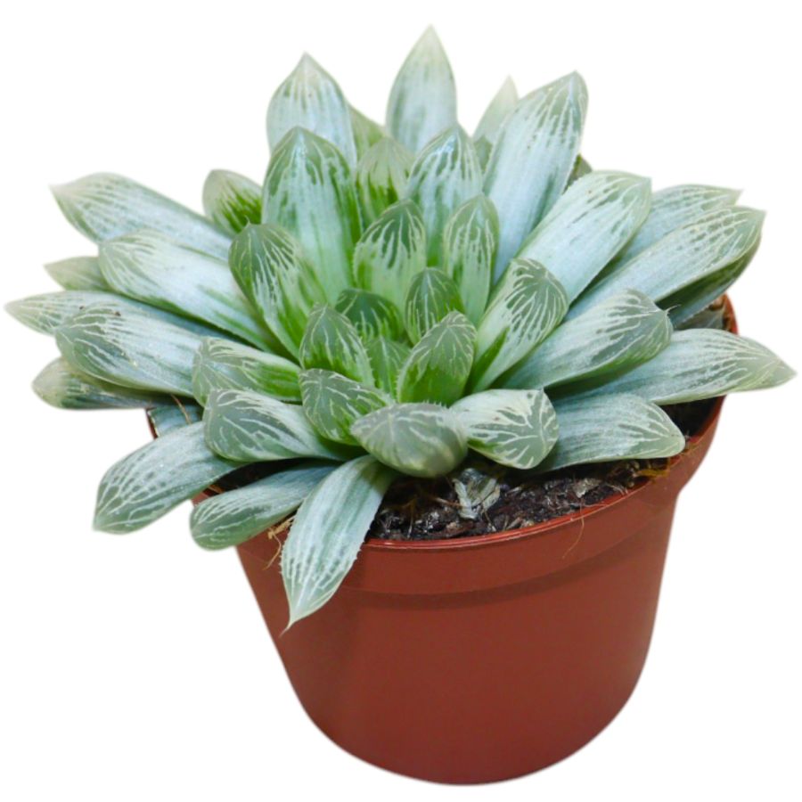 Haworthia Cymbiformis White Tiger from Winco Holland Haworthia Cymbiformis White Tiger from Winco Holland