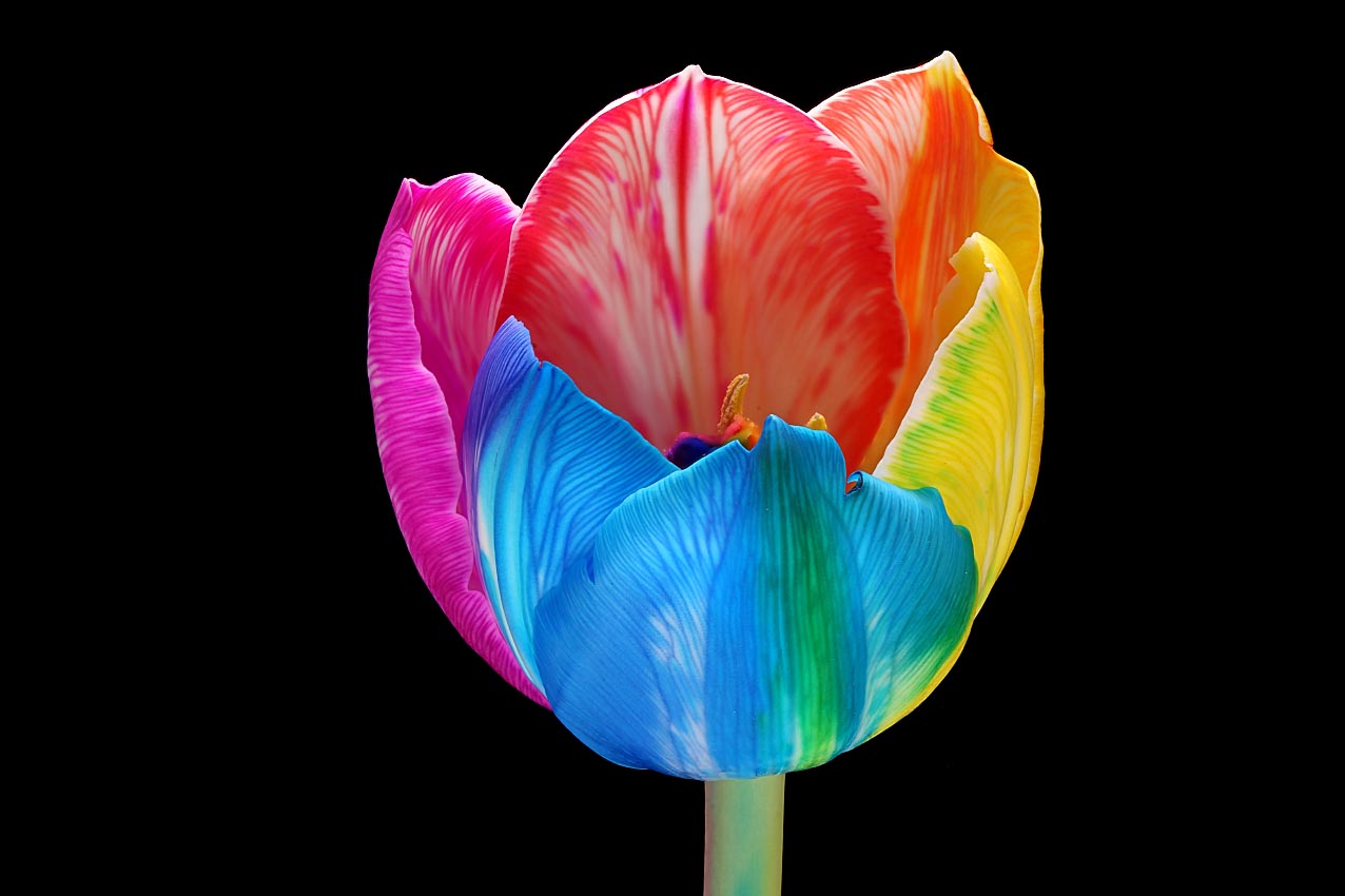 Paul Heijmink on Thursd Rainbow bright Tulip