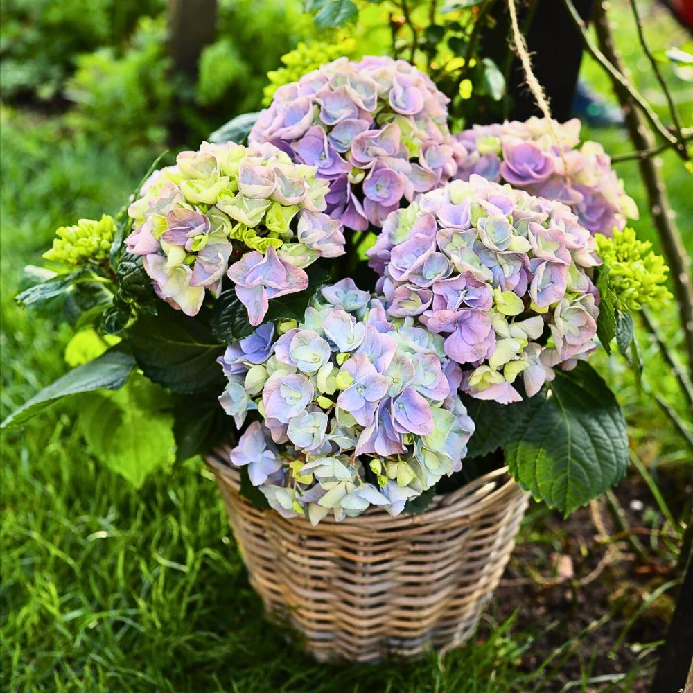 Hydrangea Father’s Day: 5 Tips for What To Give Dad