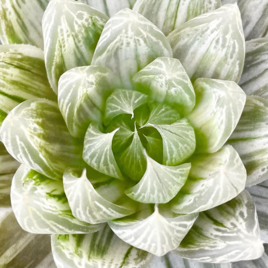 Haworthia Cymbiformis by lasanjora Haworthia Cymbiformis by lasanjora
