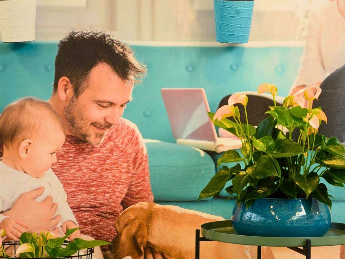 Anthurium Father’s Day: 5 Tips for What To Give Dad