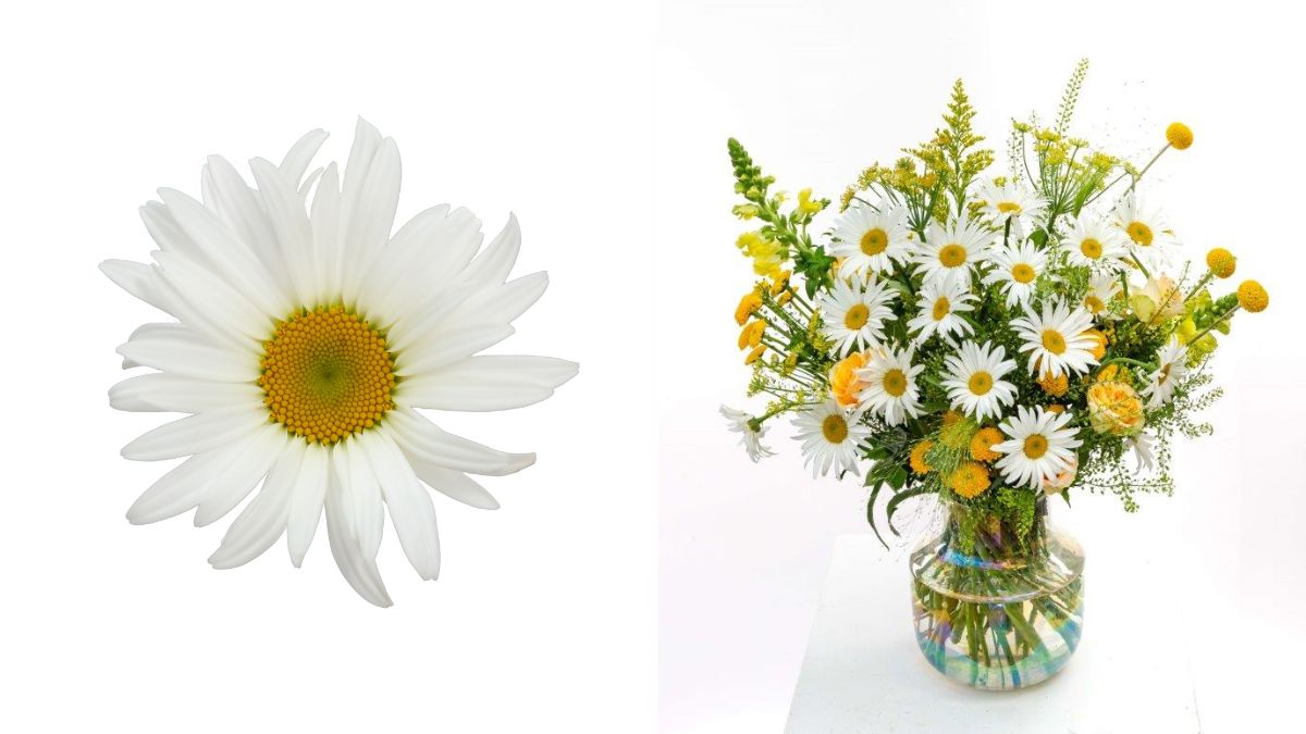 Leucanthemum Harmony by Beauty Line 