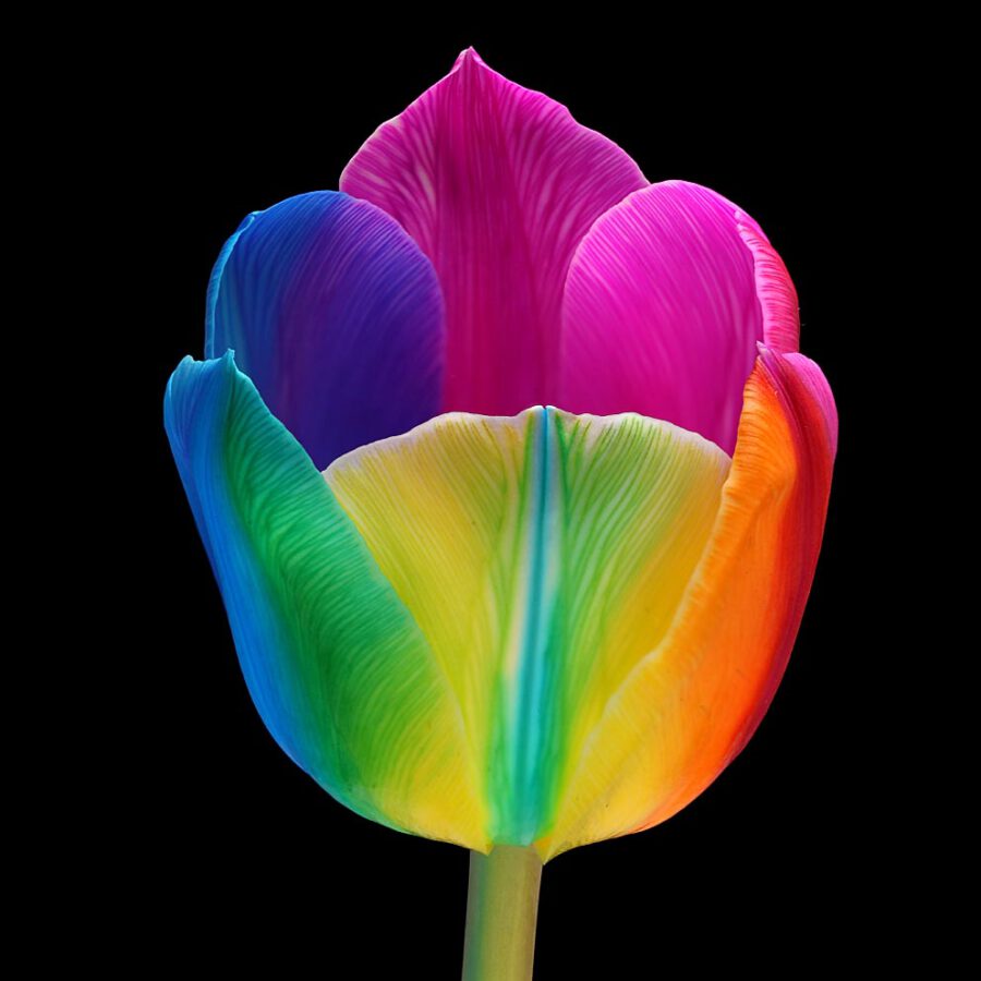 Paul Heijmink on Thursd Tulip Rainbow