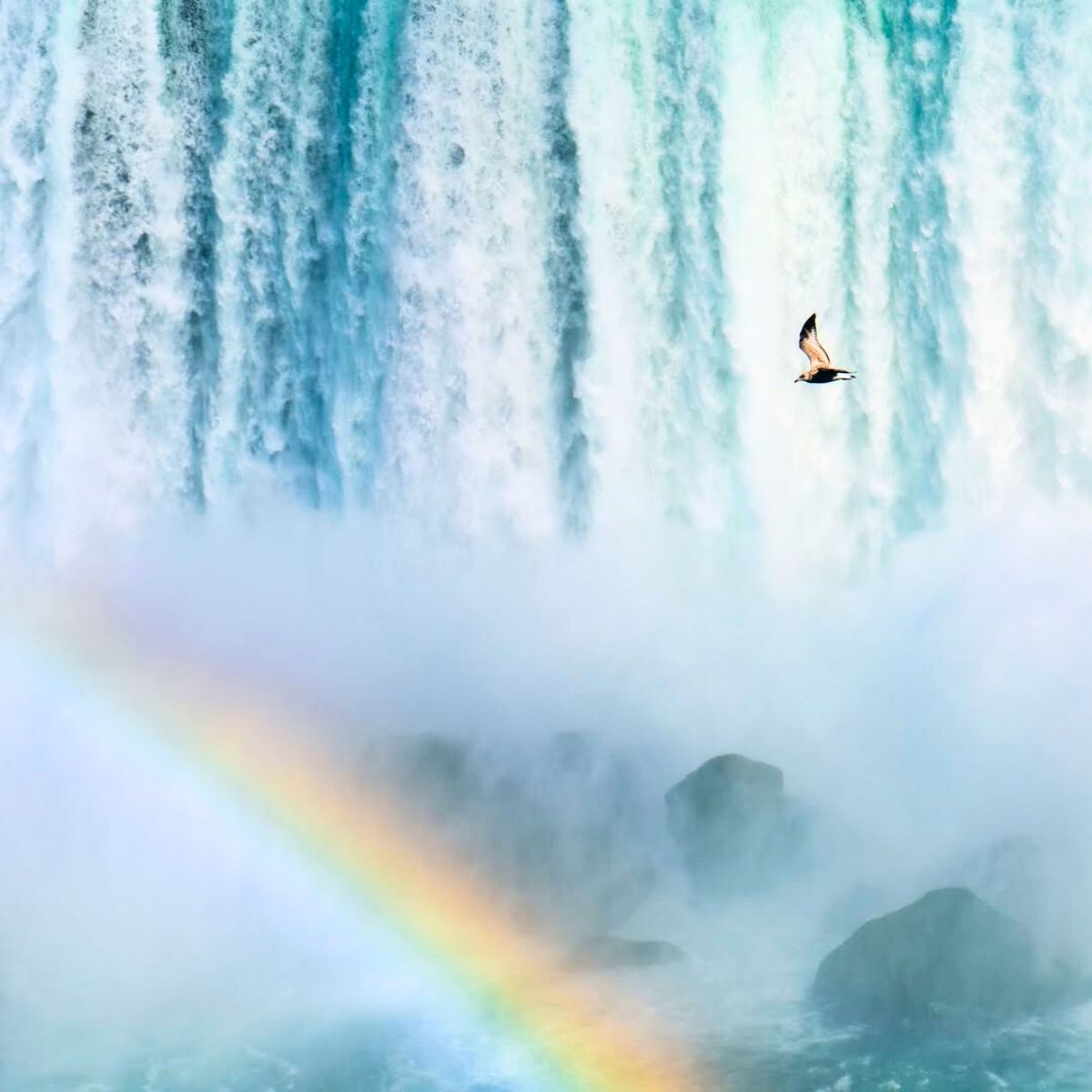 Nature photography at Niagara Falls Nature photography at Niagara Falls