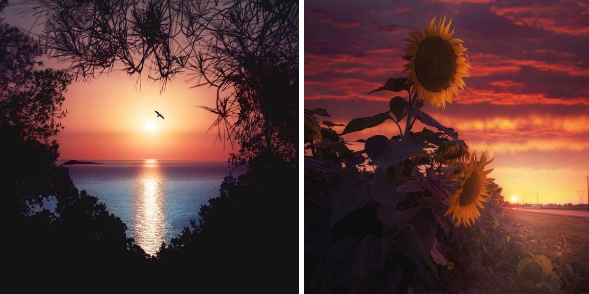 Sunflowers and sunsets in nature Sunflowers and sunsets in nature