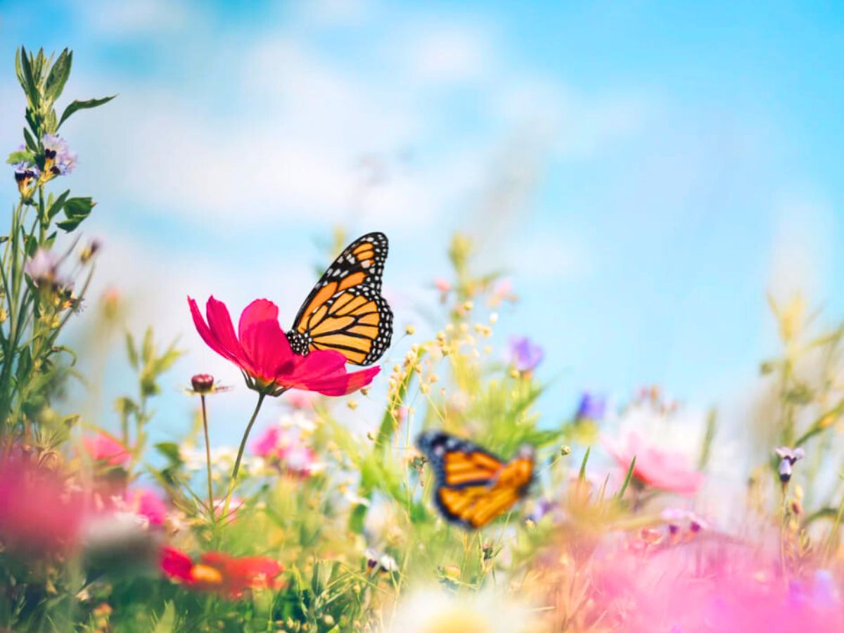 Butterflies sitting on flowers Butterflies sitting on flowers