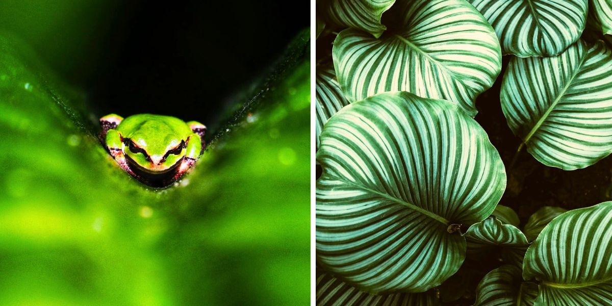 A frog and green plants in their habitat