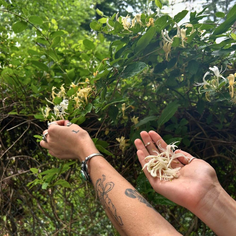 Hand picking Honeysuckle flowers Honeysuckle flower meaning