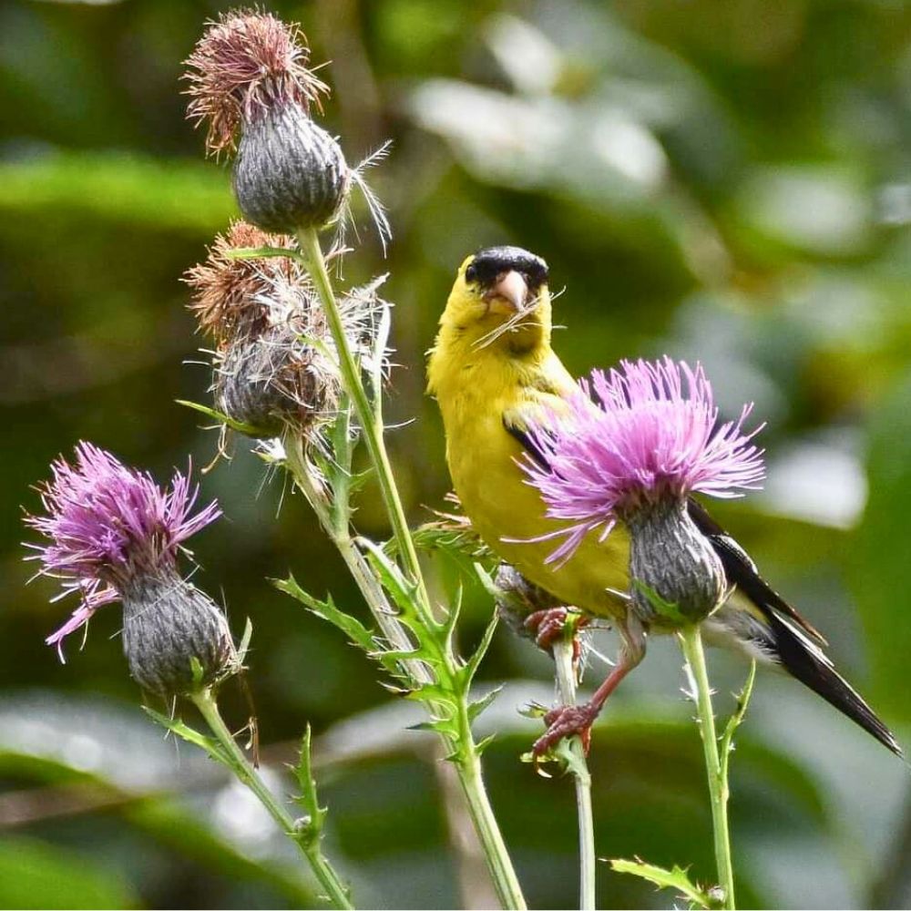 The bird Gold Finch standing on a Thistle flower plant Thistle flower meaning