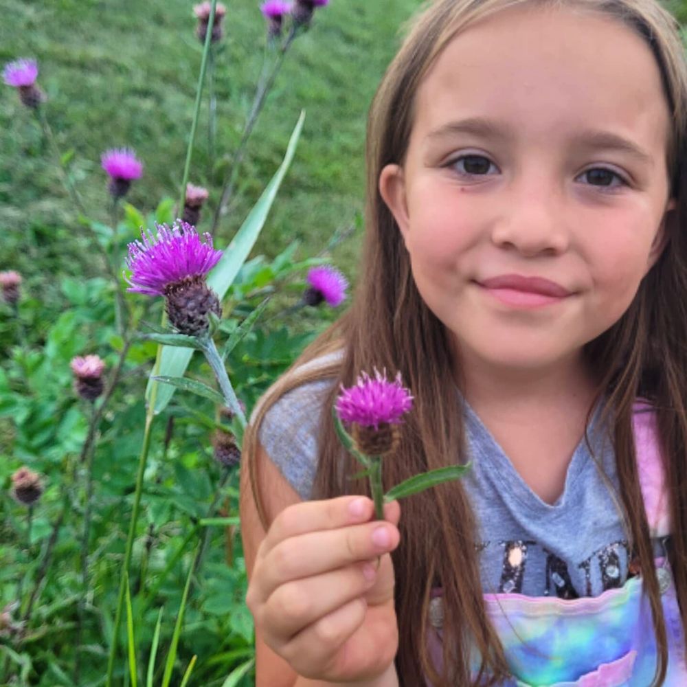 The ferocious yet beautiful thistle flower Thistle flower meaning