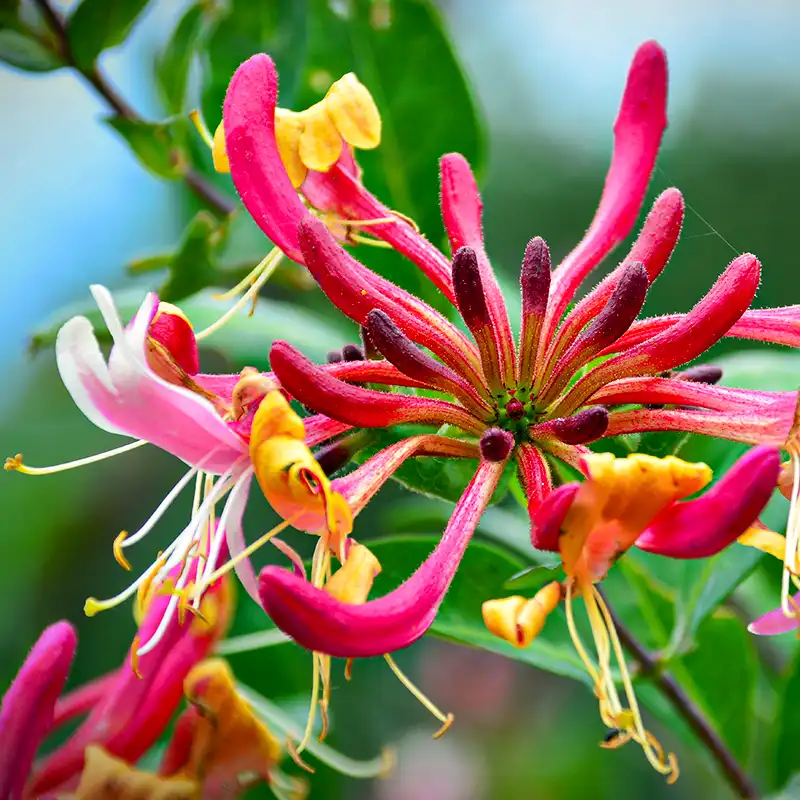 Honeysuckle flower meaning