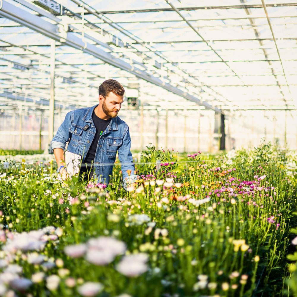 Chrysanthemum Zero-Waste Floriculture and Its Benefits in a Sustainable Flower Industry
