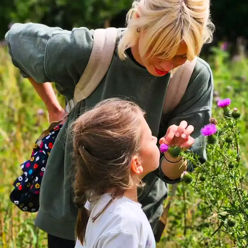 Thistle Flower Meaning - Thursd Article - featured image