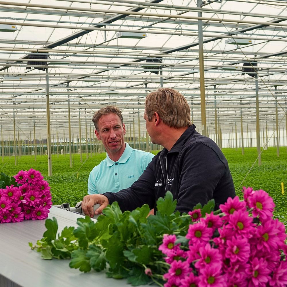 Chrysanthemum Zero-Waste Floriculture and Its Benefits in a Sustainable Flower Industry