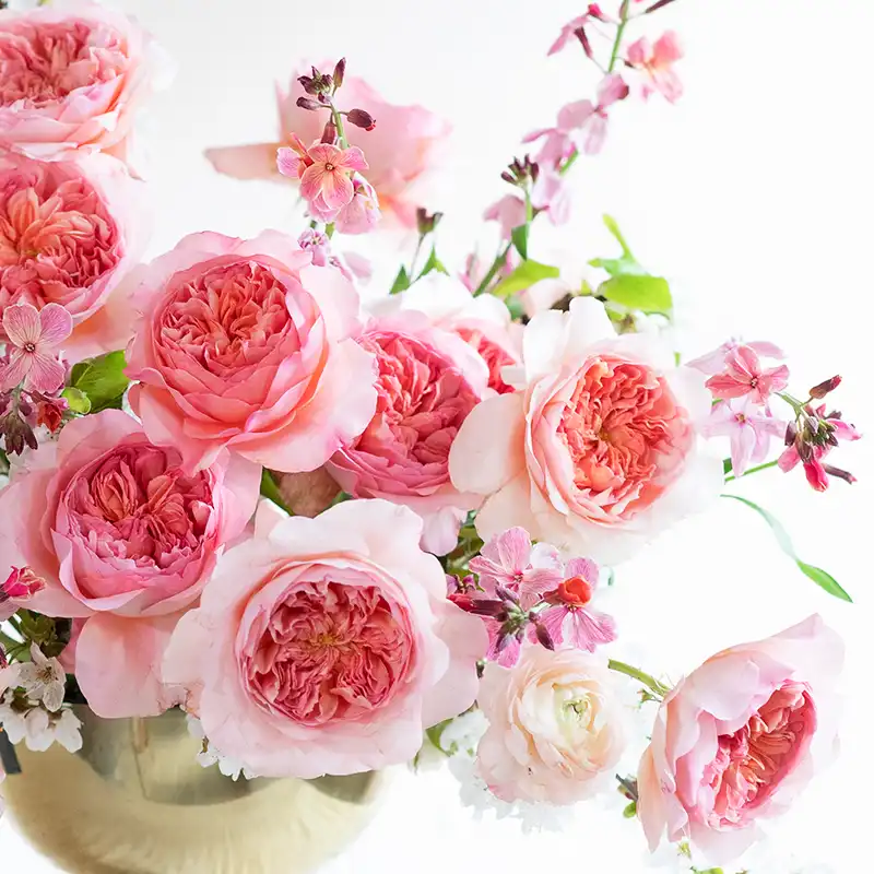 David Austin Introduces Two Exquisite New Wedding Roses