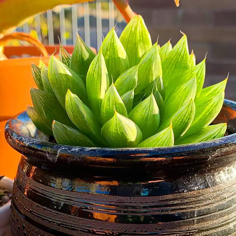 Haworthia Cymbiformis White Tiger by Winco Holland