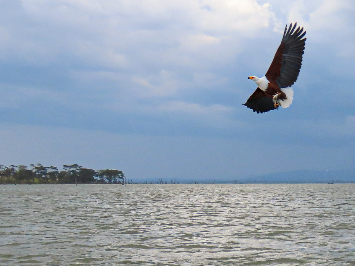 African Fish Eagle in Lake Naivasha Kenya African Fish Eagle in Lake Naivasha Kenya