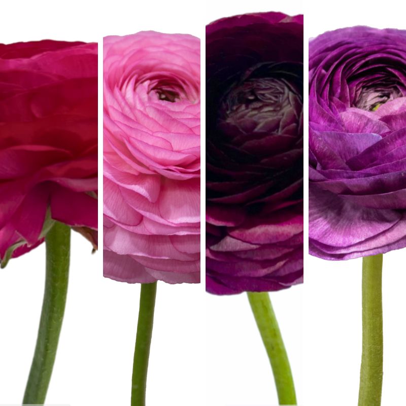 Tessa Ranunculus Elegance Hot Pink Rosa Viola Milka Tessa Ranunculus Elegance Hot Pink Rosa Viola Milka