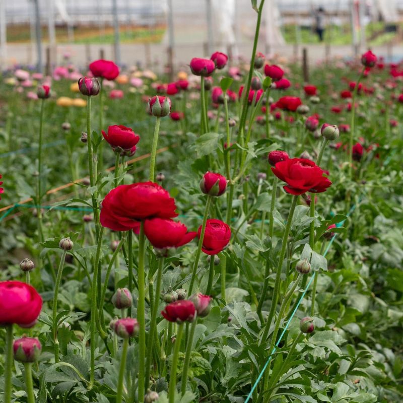 Tessa Ranunculus Greenhouse