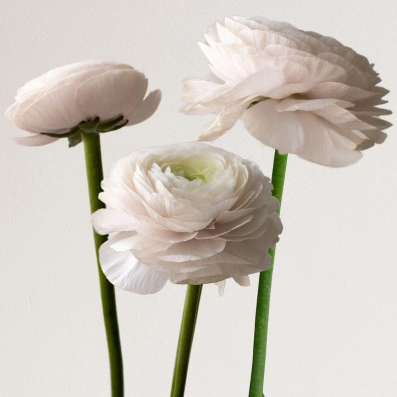 Tessa Ranunculus