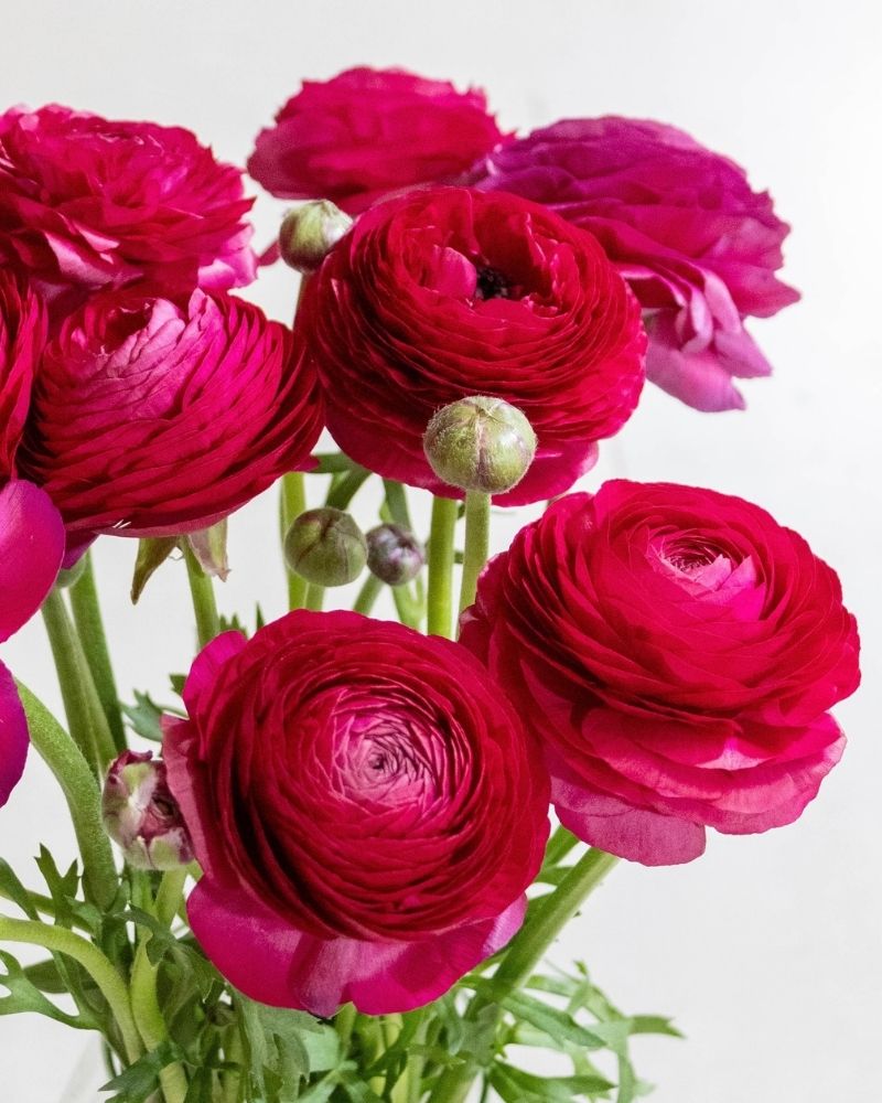 Tessa Ranunculus