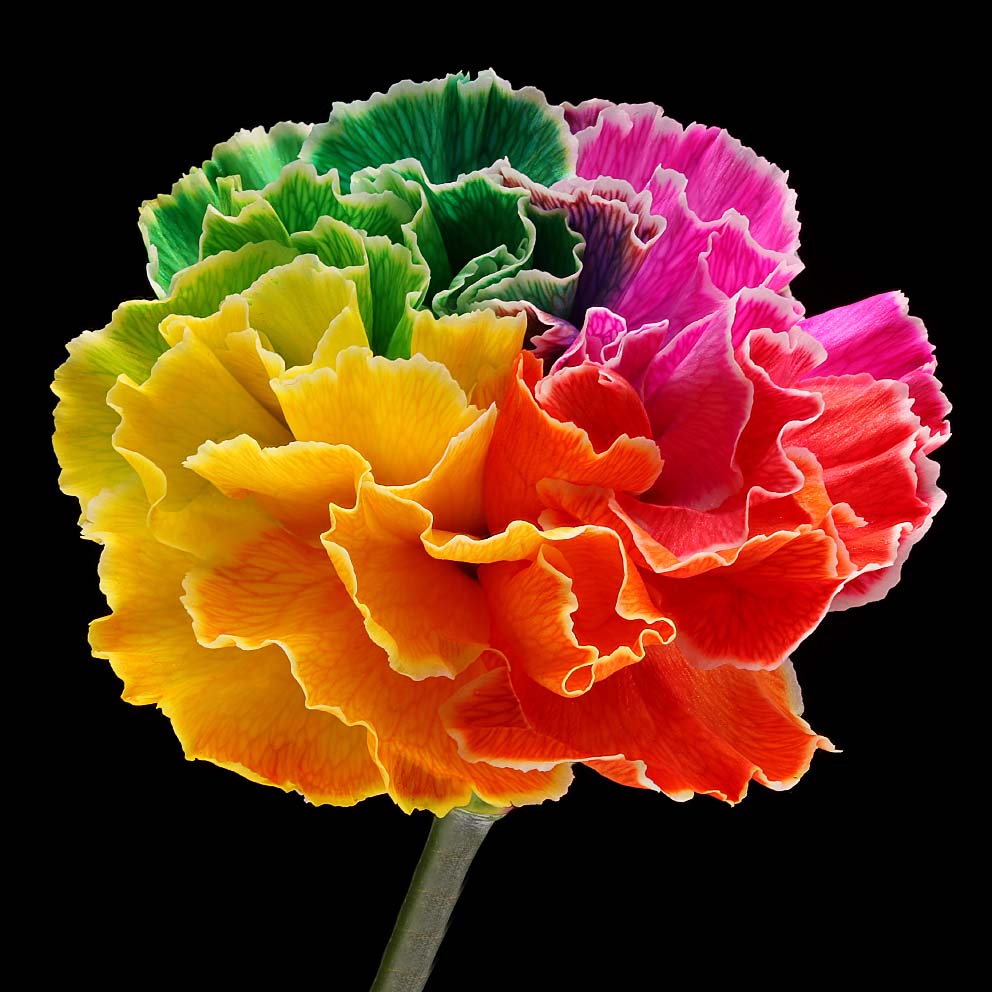 Paul Heijmink on Thursd Rainbow Carnation