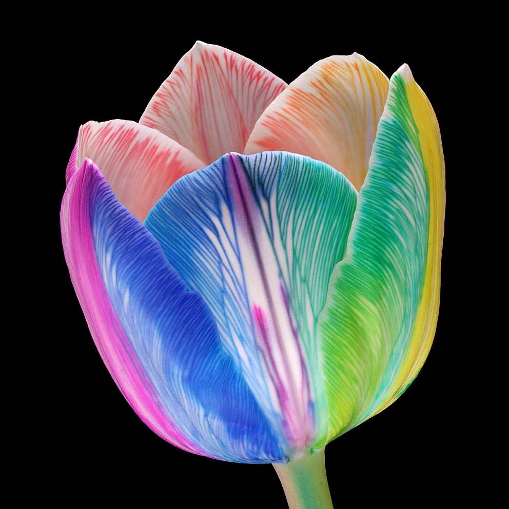 Paul Heijmink on Thursd Rainbow Tulip