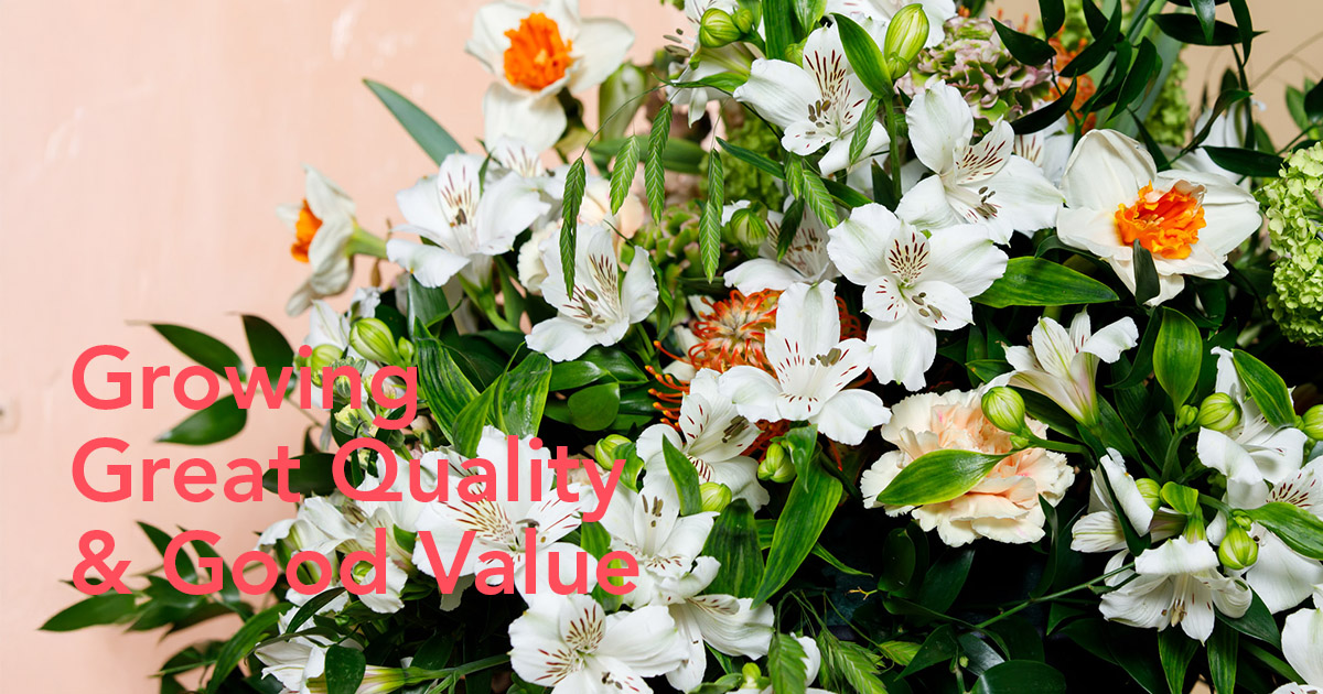 Tesselaar Alstroemeria quality