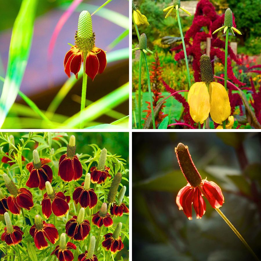Mexican hat flower in different versions and colors Mexican hat flower in different versions and colors