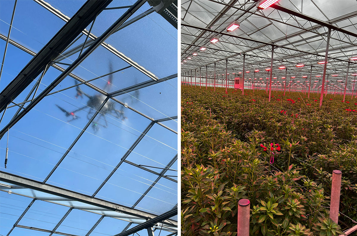 Tesselaar Alstroemeria about quality greenhouse drone Tesselaar Alstroemeria about quality greenhouse drone