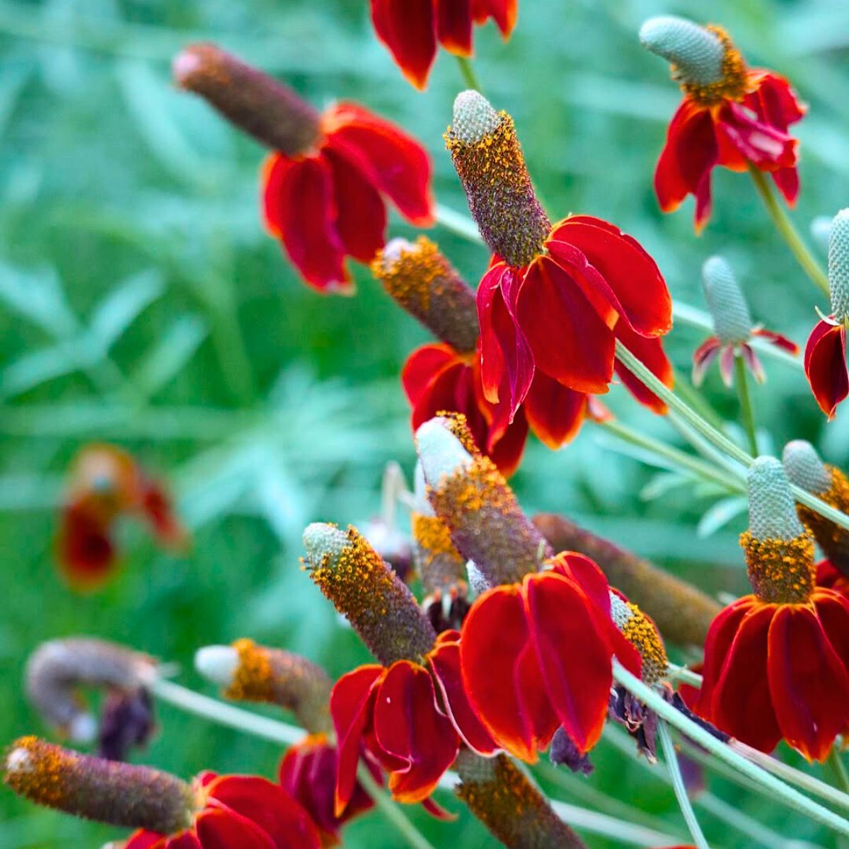 Bright red Mexican hat flower Bright red Mexican hat flower