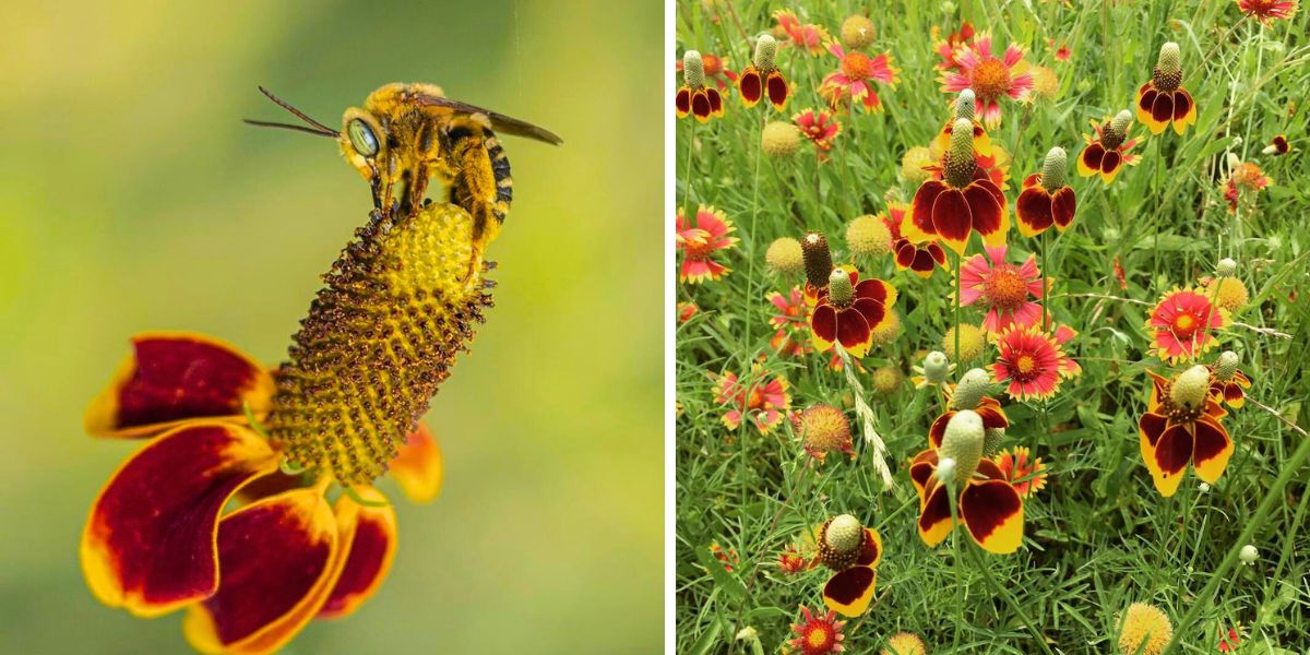 A closeup of Mexican hat flowers and in a garden A closeup of Mexican hat flowers and in a garden