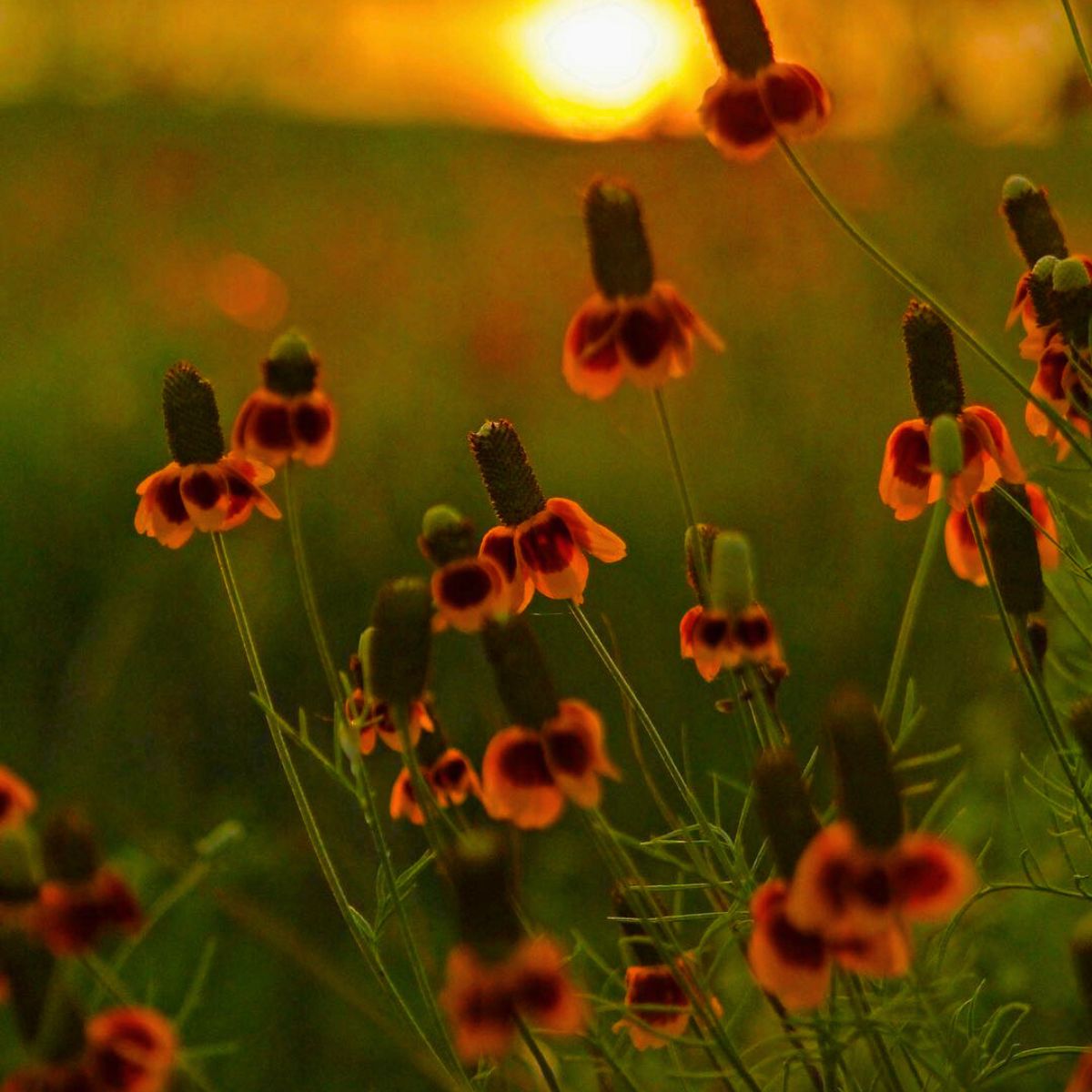 Mexican hat flower in a sunset Mexican hat flower in a sunset