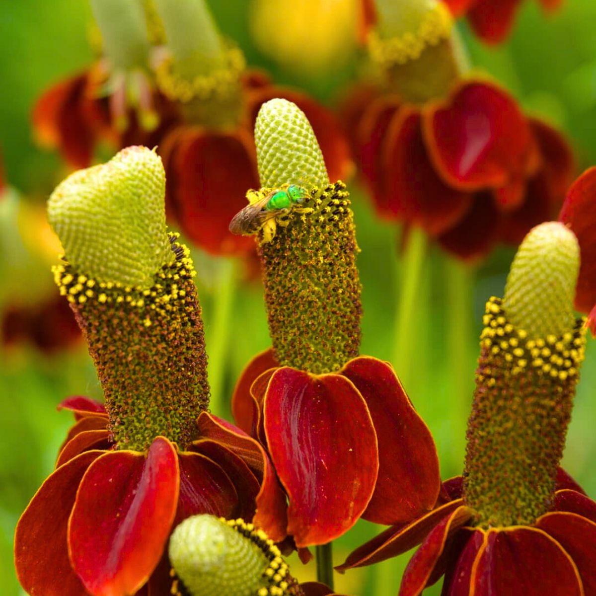 Mexican Hat Flower detail