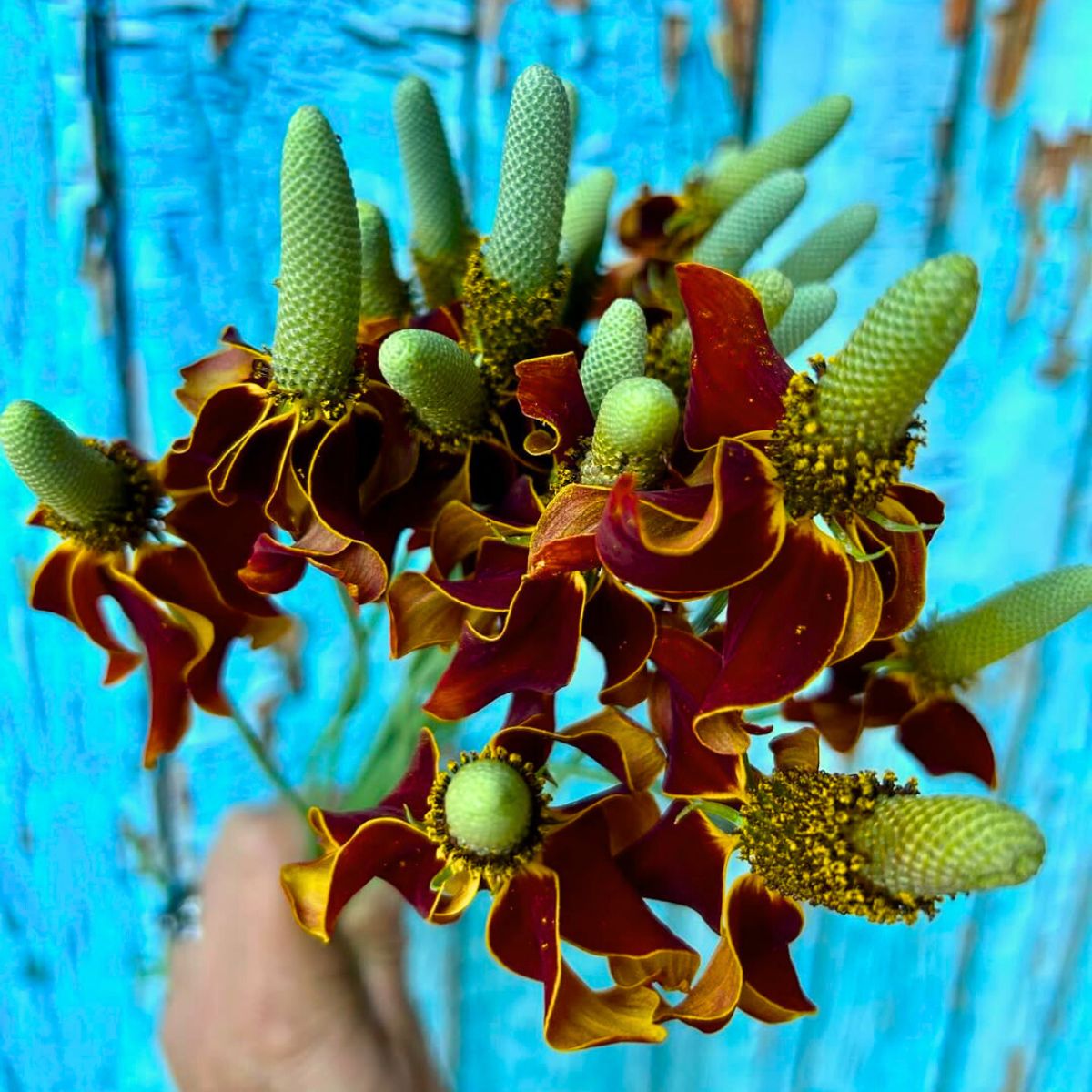 Blue background against stems of Mexican hat flower Blue background against stems of Mexican hat flower
