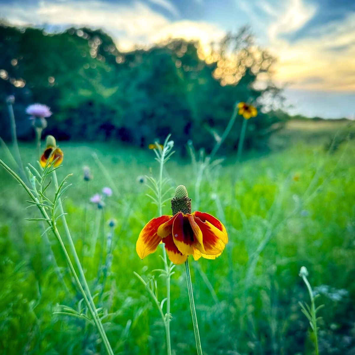 Single Mexican hat flower in a field Single Mexican hat flower in a field